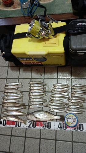 キスの釣果
