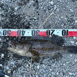 チャイロマルハタ