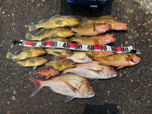 アオハタの釣果