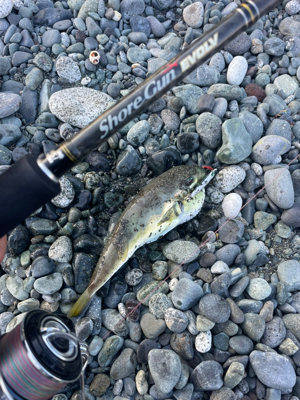 Angler's Republic ショアガン エボルブ SFSGS-103H＋・BLの