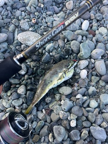 シロサバフグの釣果