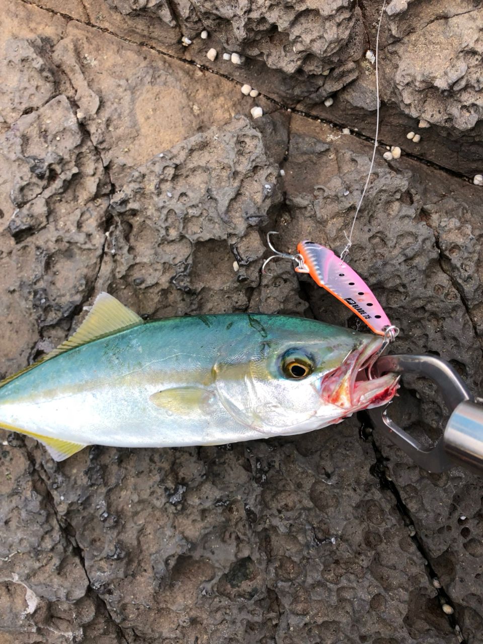 YAMAGA Blanks アーリー プラス 100Mの最安値・インプレ・釣果