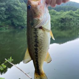 ブラックバス