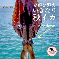 アオリイカの釣果