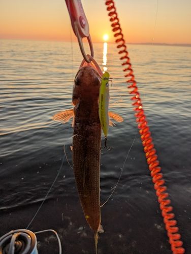 マエソの釣果