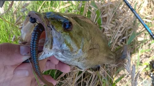 スモールマウスバスの釣果