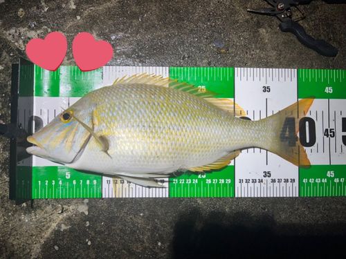 タマンの釣果