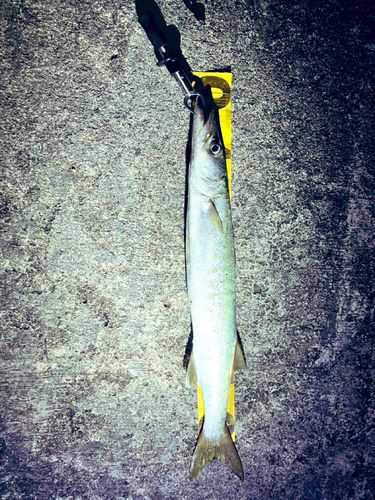 オニカマスの釣果