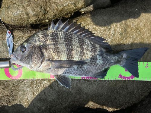 クロダイの釣果