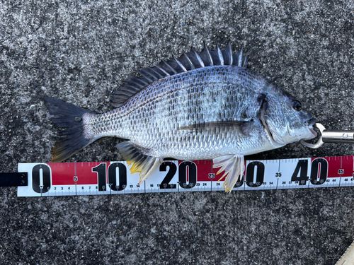 チヌの釣果