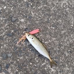 アジ