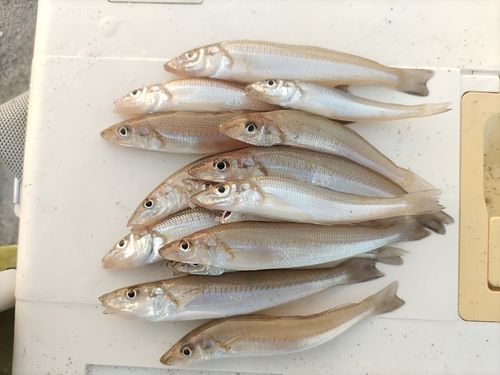 シロギスの釣果