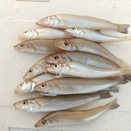 シロギス