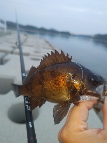 メバルの釣果