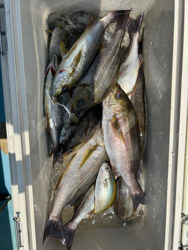 イサキの釣果