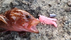 キジハタの釣果