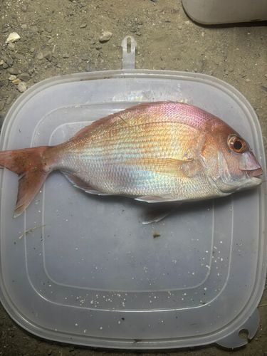 マダイの釣果