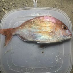 マダイ
