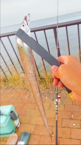 タチウオの釣果