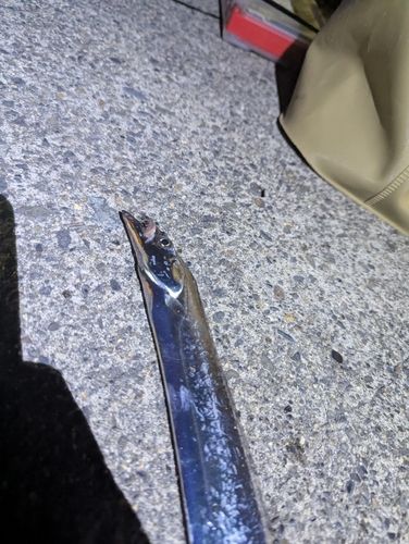 タチウオの釣果