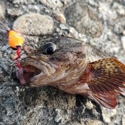 カサゴ