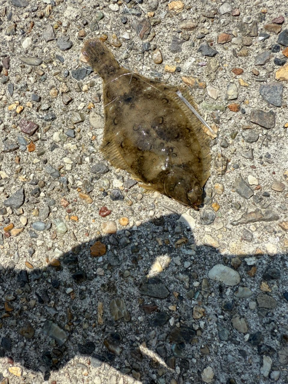 カレイ