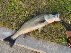 シーバスの釣果