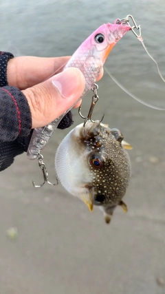 フグの釣果