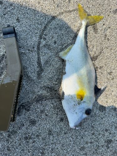 キスの釣果