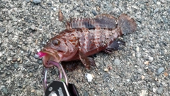 釣果