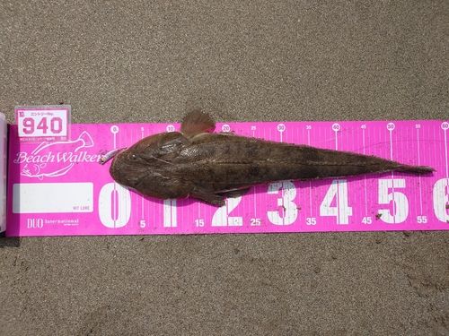 マゴチの釣果