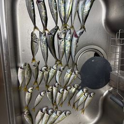 アジ