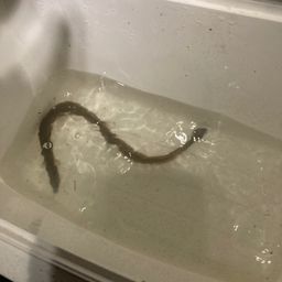 ウナギ