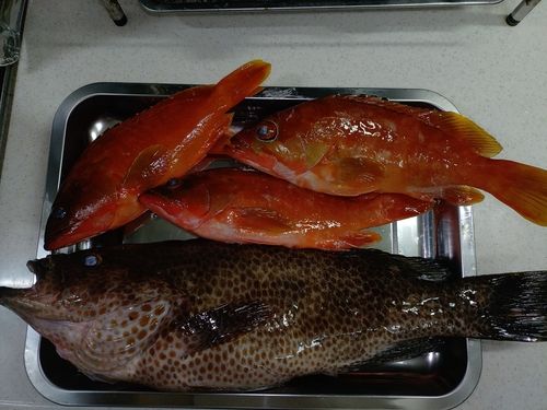 オオモンハタの釣果