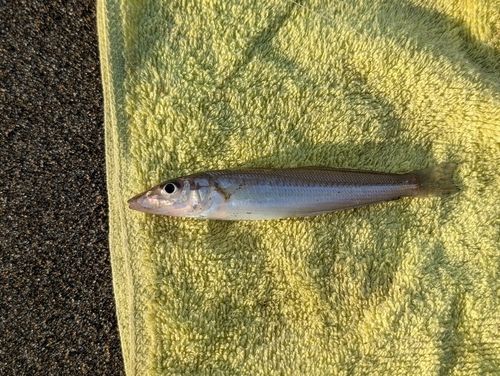シロギスの釣果
