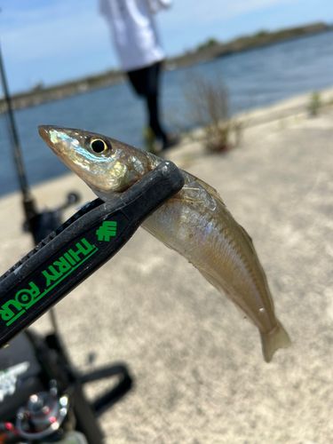 シロギスの釣果