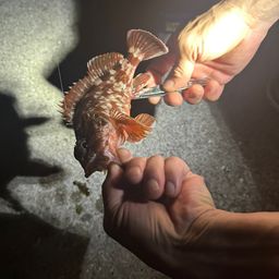 カサゴ