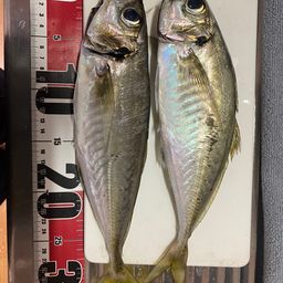 アジ