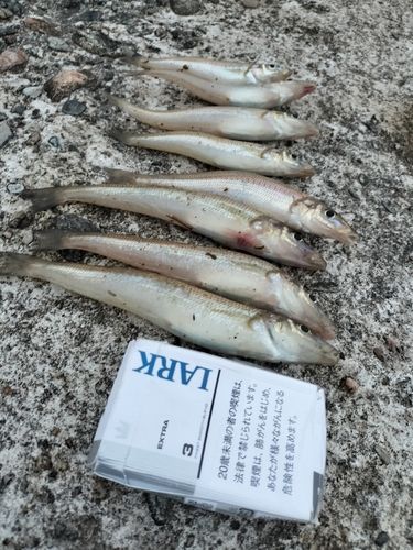 キスの釣果