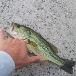 ブラックバス