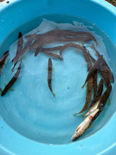 アユの釣果