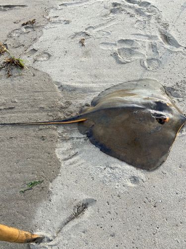 アカエイの釣果
