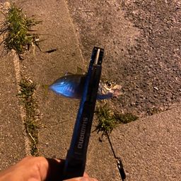 アジ
