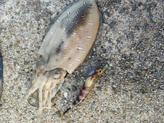 コウイカの釣果