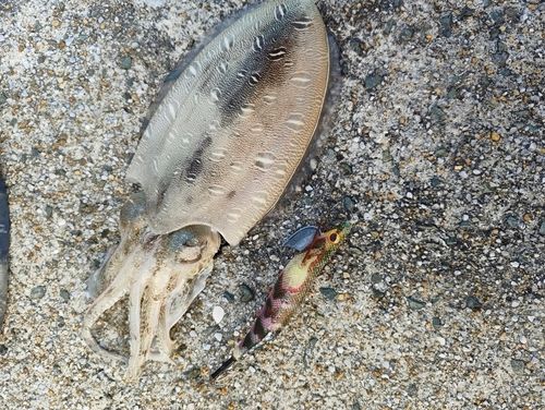 コウイカの釣果