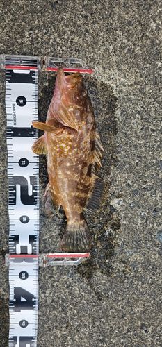 キジハタの釣果