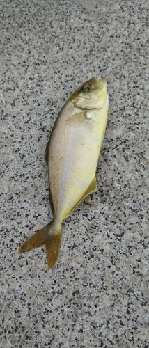 シオの釣果