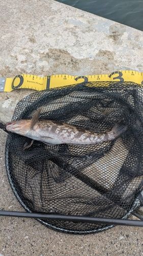 アイナメの釣果