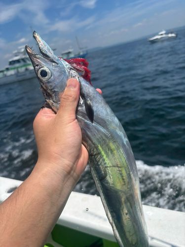 タチウオの釣果