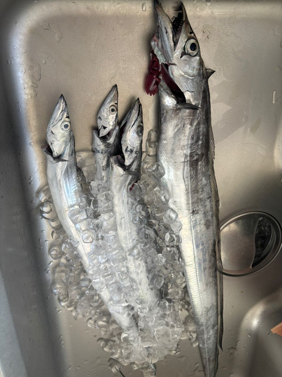 アキ130さんの釣果 3枚目の画像